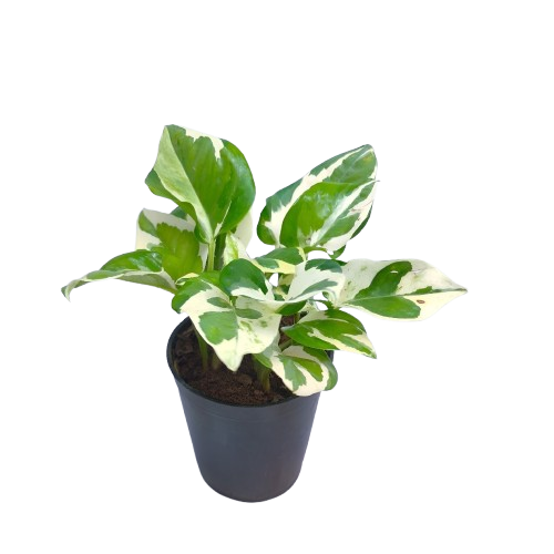 Air Purifying Plants India: 25+ Best Indoor Plants for Clean Air & Healthy Homes